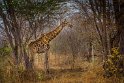 074 Zimbabwe, Hwange NP, giraf